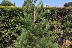 The Giant Sequoia I planted in my back yard 4 years ago when it was nothing more than a six inch twig!